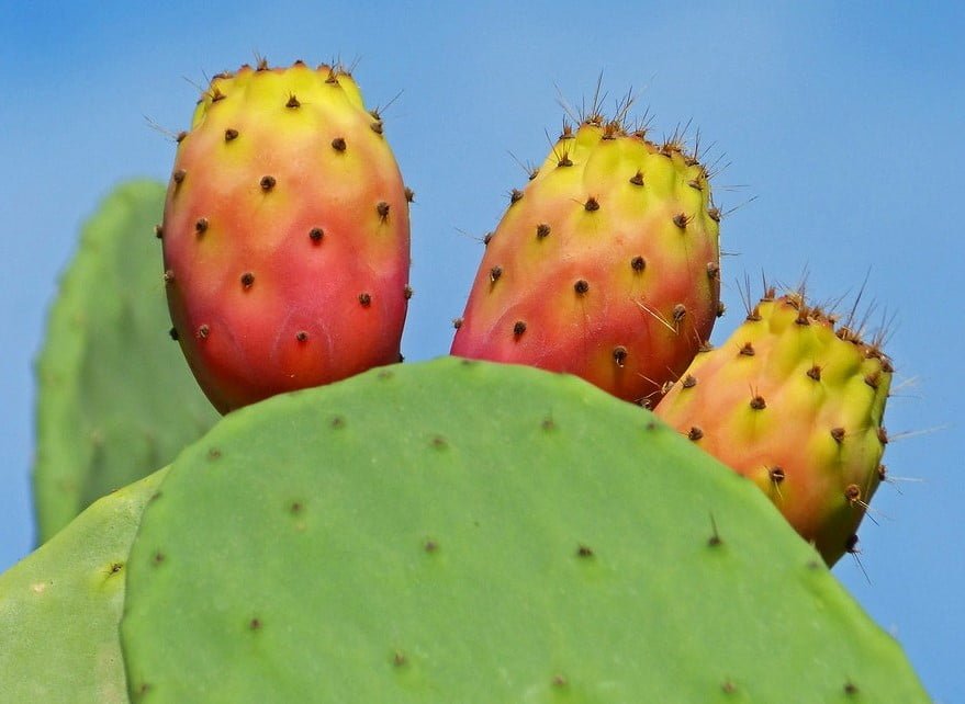 Poisonous cactus Prickly Pear