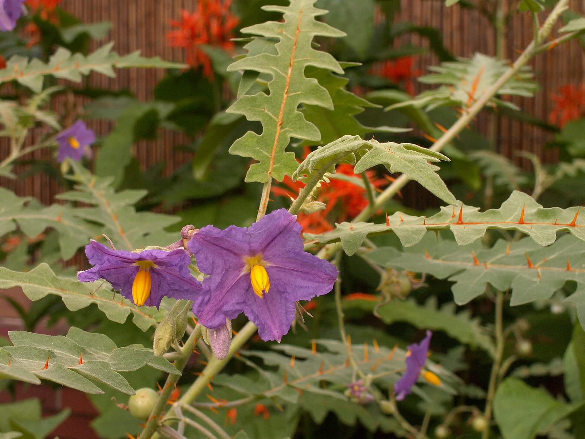 Porcupine Tomato Plant (Solanum Pyracanthum)