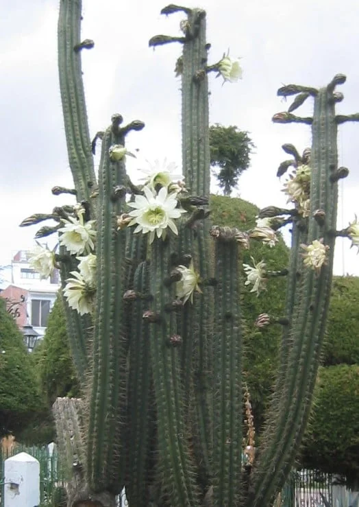 San Pedro Cactus