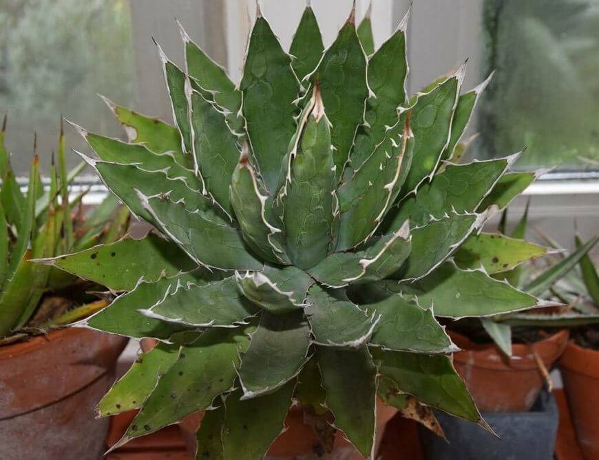 Saw Leaf Agave (Agave xylonacantha)