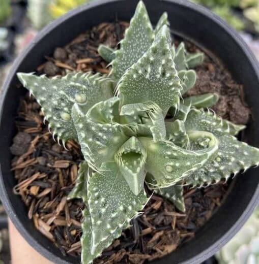 Tiger Jaws (Faucaria Tigrina)