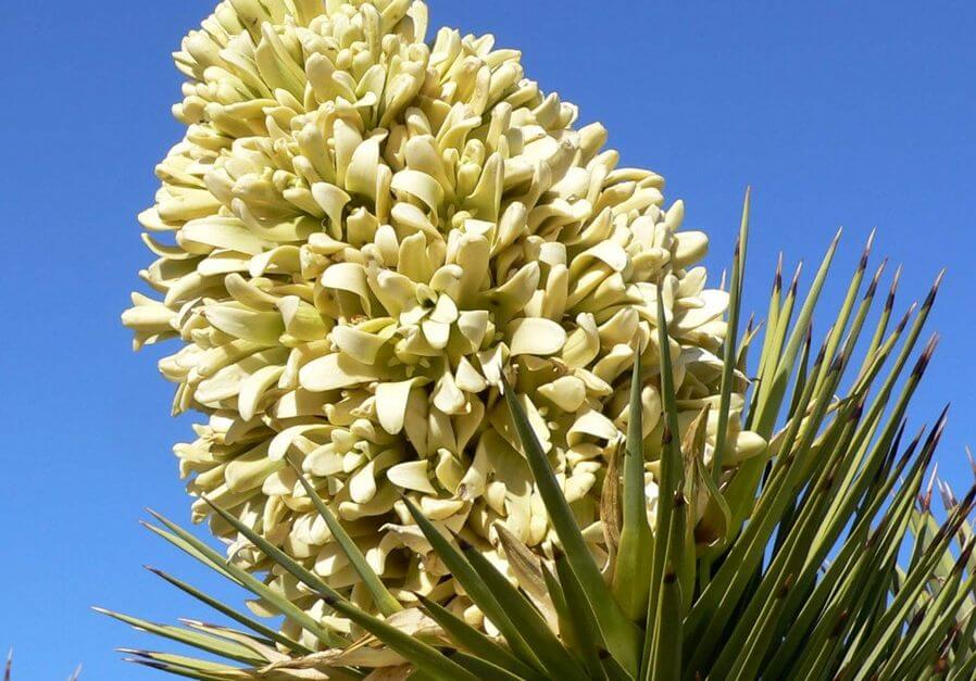 Yucca Species (Yucca)