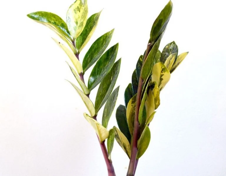 Variegated ZZ Plant Zamioculcas zamiifolia ‘Chameleon‘ 1