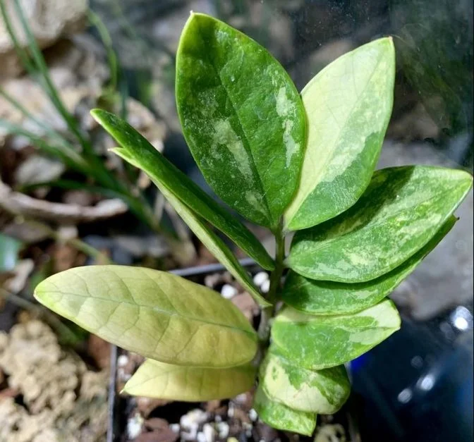 Zamioculcas zamiifolia ‘LUCKY WHITE‘