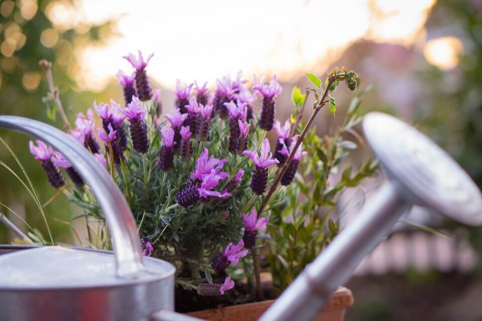 how much watering does lavender need