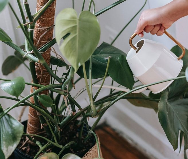How Often To Water ZZ Plant