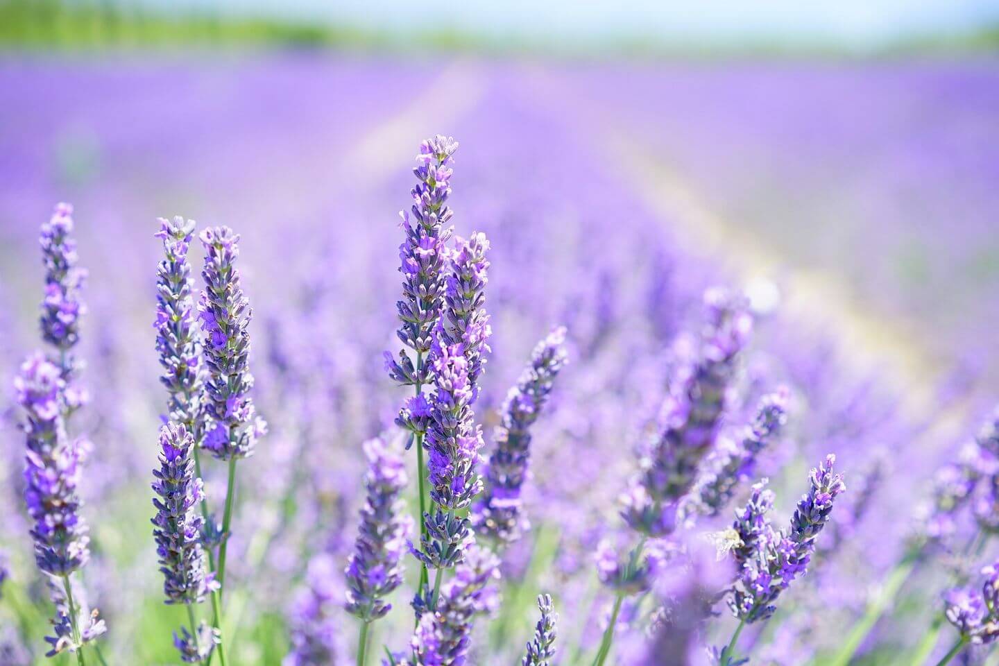 watering lavender need