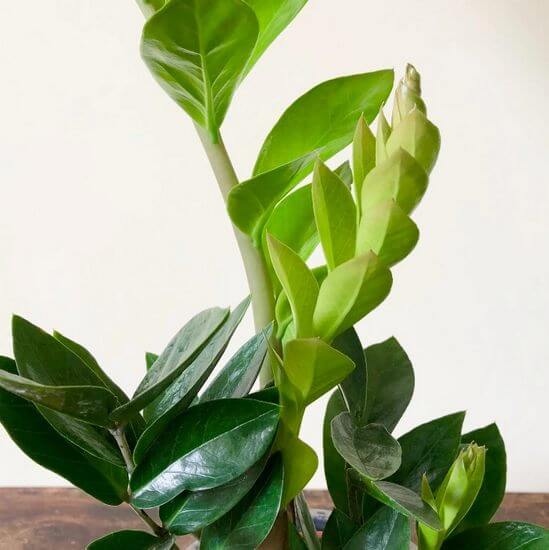 Why Are The Tips Of My Zz Plant Leaves Turning Yellow At Milla Slessor Blog