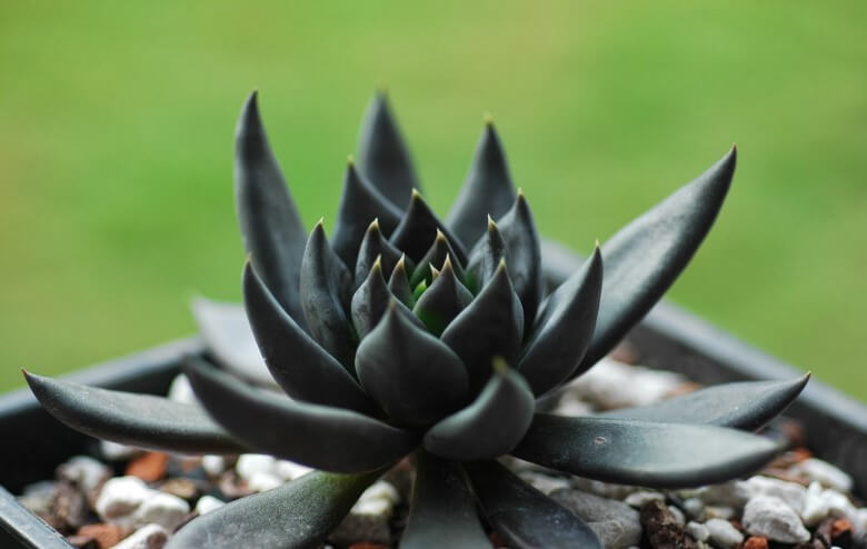 Black Knight Echeveria plant