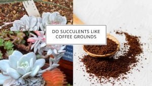 Do Succulents Like Coffee Grounds