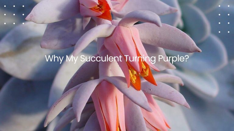 Succulent Turning Purple