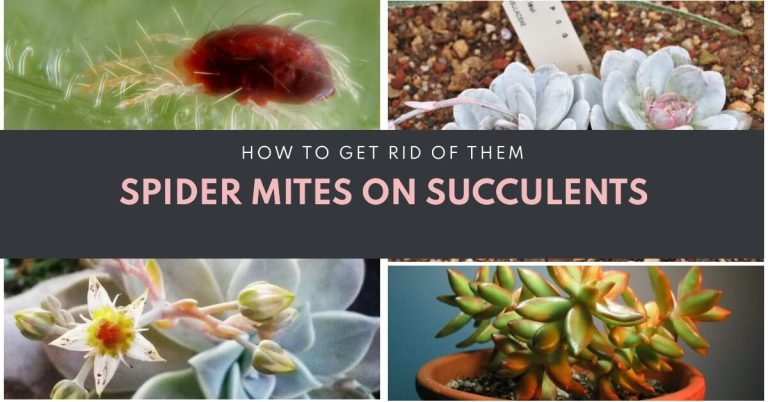 Spider Mites on Succulents