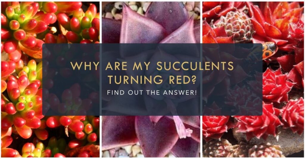Why are My Succulents Turning Red? Causes and Solutions