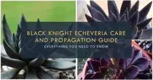 Black Knight Echeveria