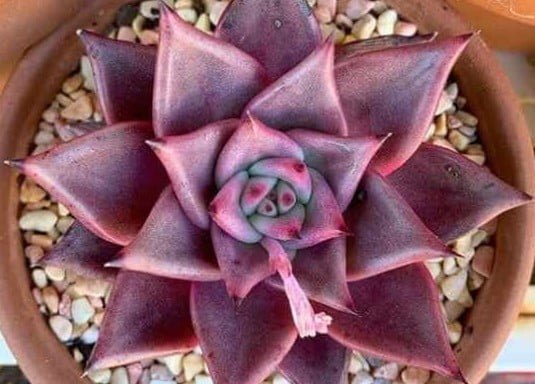 why my Succulents Turning Red 