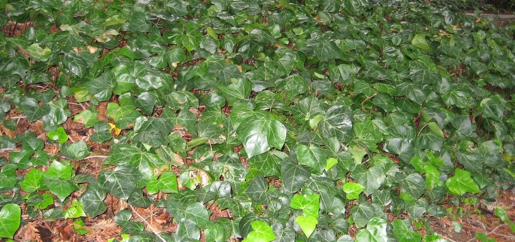 Algerian Ivy (Hedera Canariensis)