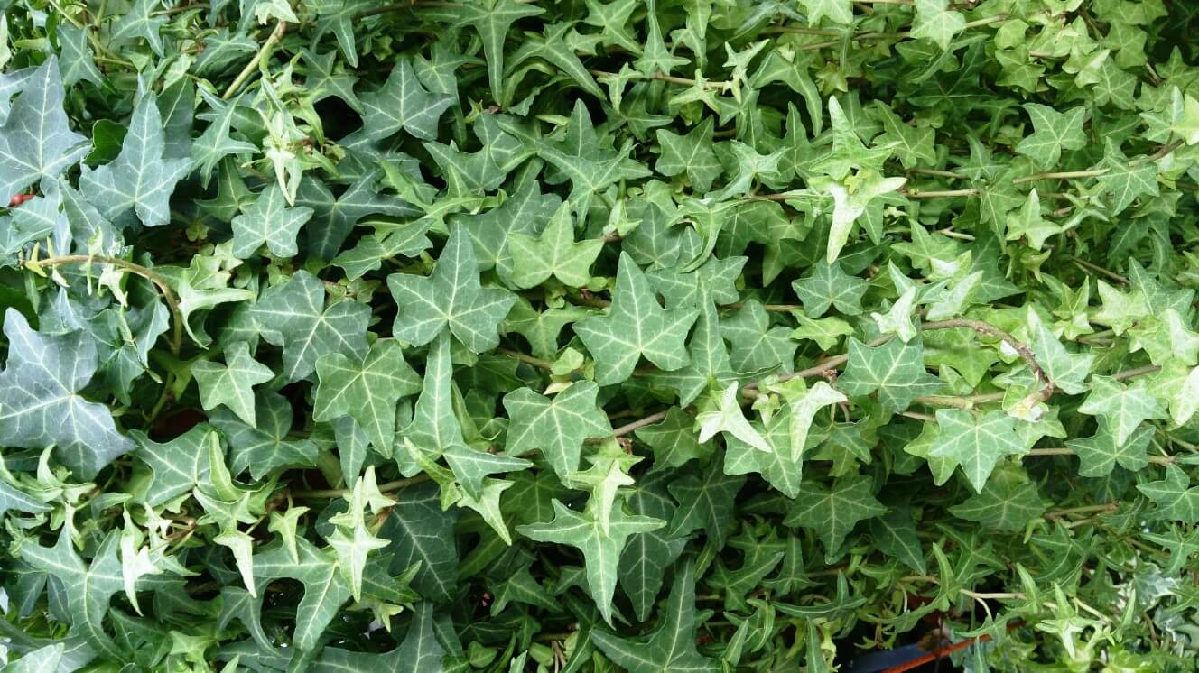 English Ivy (Hedera Helix)