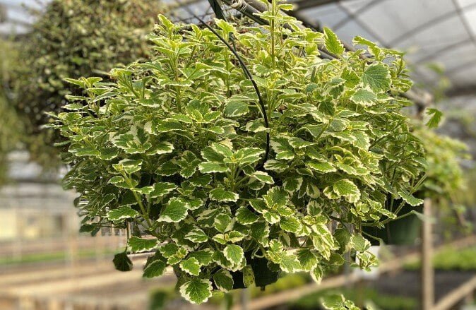 Heart Shaped Ivy Plants Japanese Ivy (Plectranthus Australis)