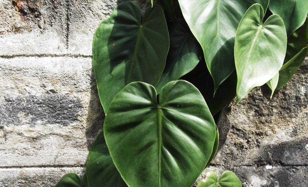 ivy with heart shaped Heartleaf Philodendron