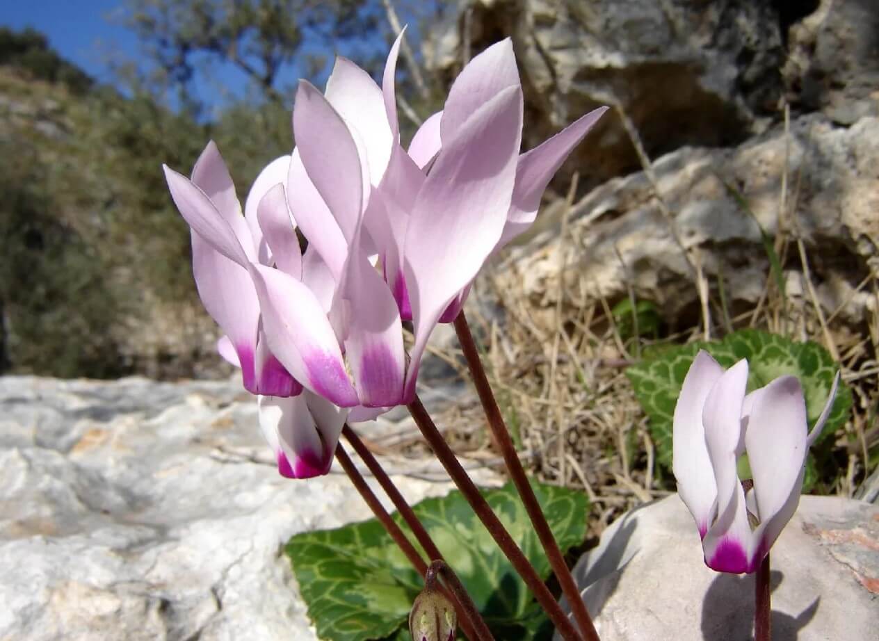 Care for Persian Cyclamen