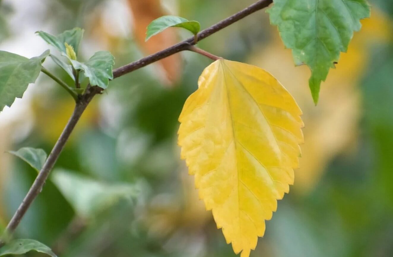 Hibiscus Leaves Turning Yellow
