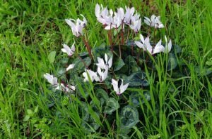 How to Care for Persian Cyclamen