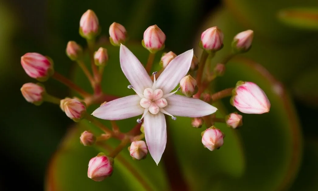 Jade Plant crassula ovata
