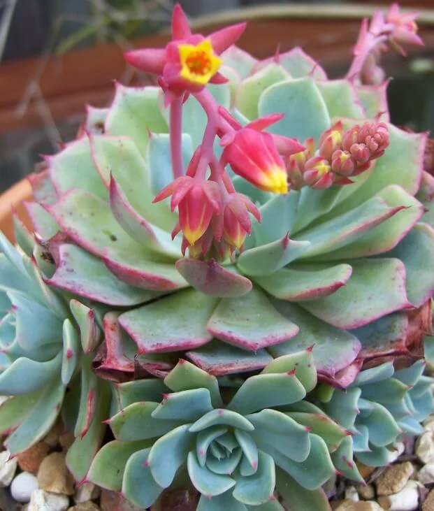 Mexican Snowball Echeveria