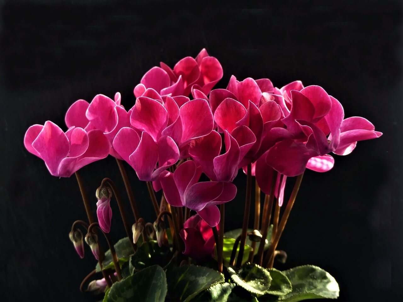 Persian Cyclamen plant