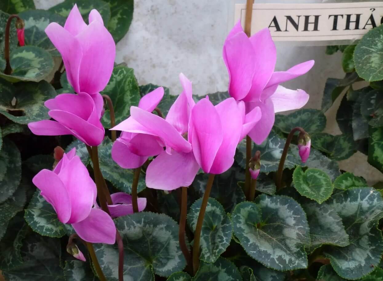 Persian Cyclamen