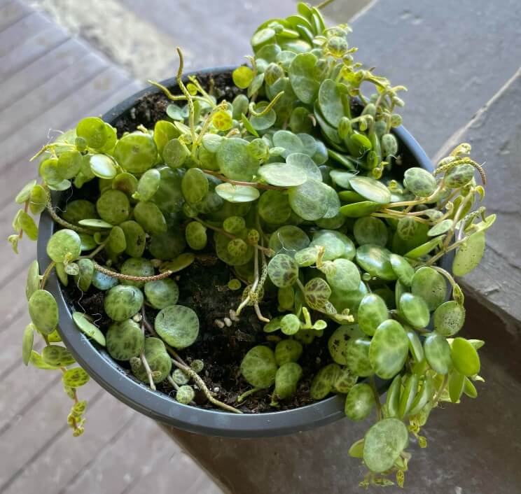 String Of Rubies (Crassothonna capensis)