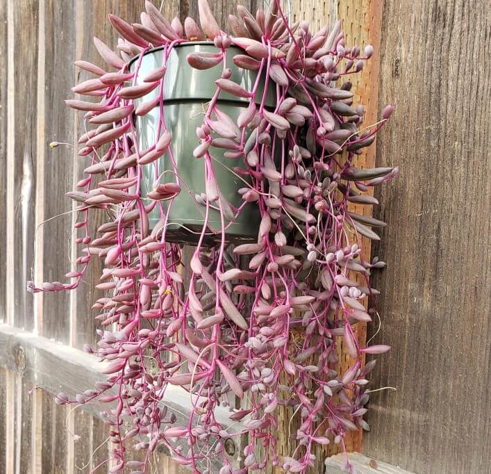 String Of Rubies Plant