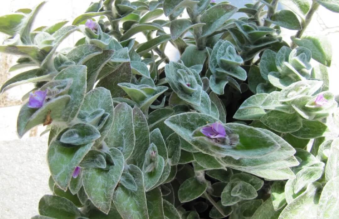 Tradescantia Sillamontana Matuda (White Velvet)