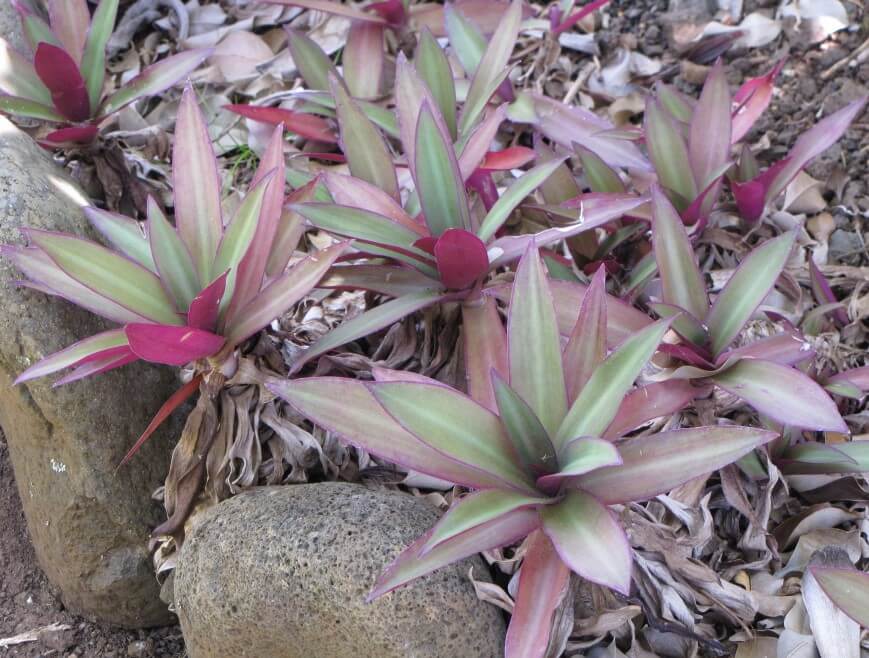 Tradescantia Varieties plant the Tradescantia Spathacea (Rhoeo Oyster)