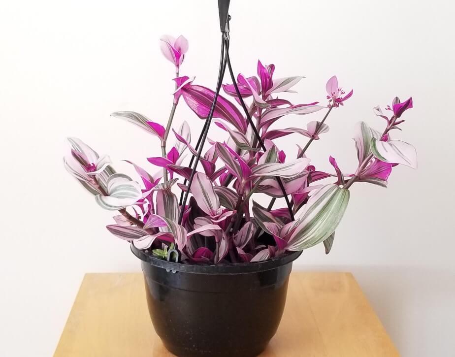 Tradescantia Varieties Plant