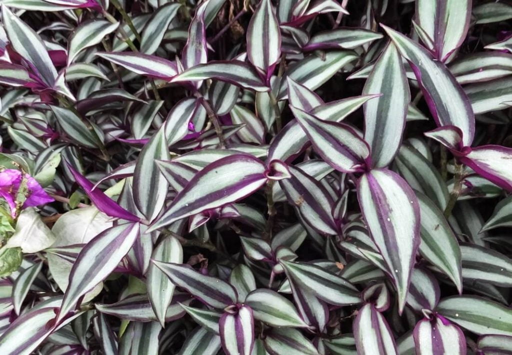 10 Beautiful Tradescantia Varieties Plants