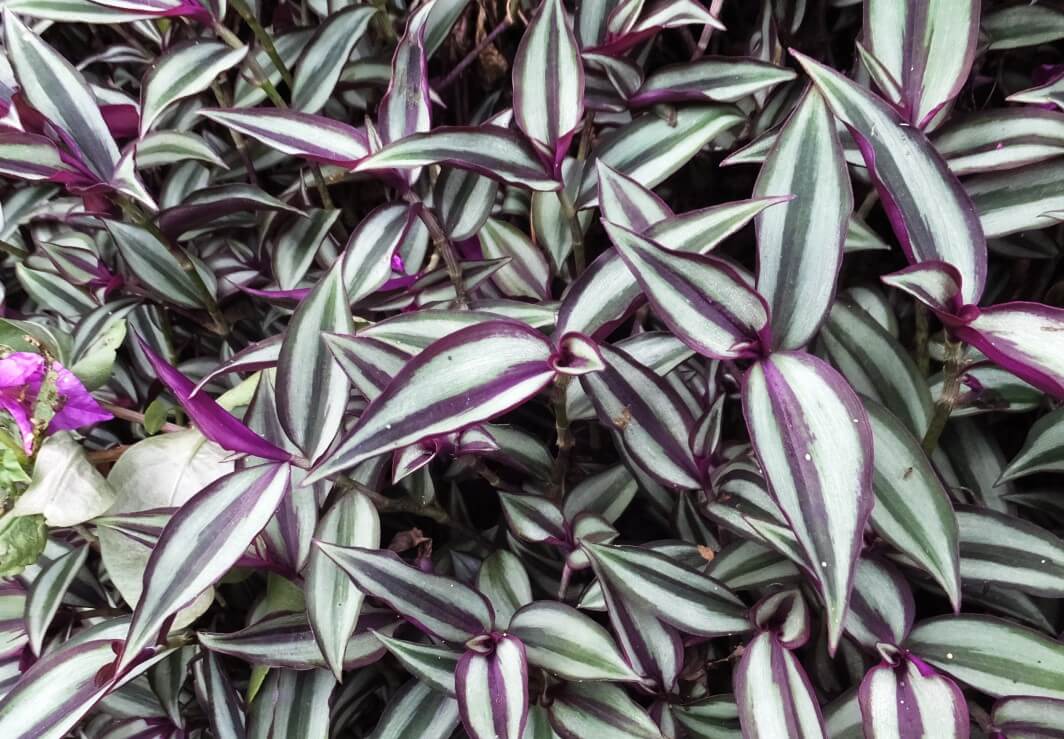 Tradescantia Varieties the Tradescantia Zebrina