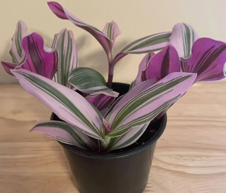 Tradescantia blossfeldiana (cerinthoides) variegata (smooth form) – ‘Lilac’