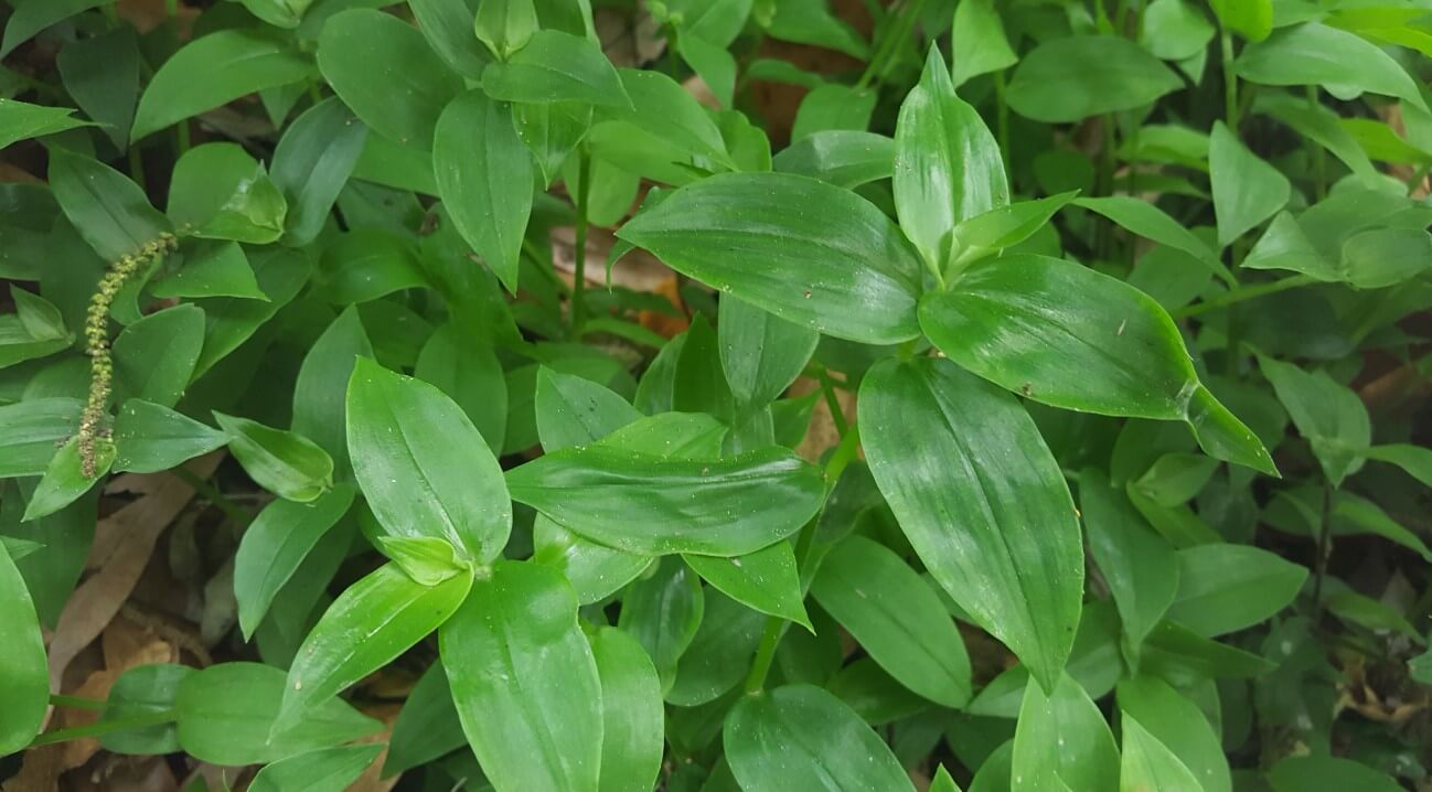 Tradescantia Varieties plant Tradescantia fluminensis