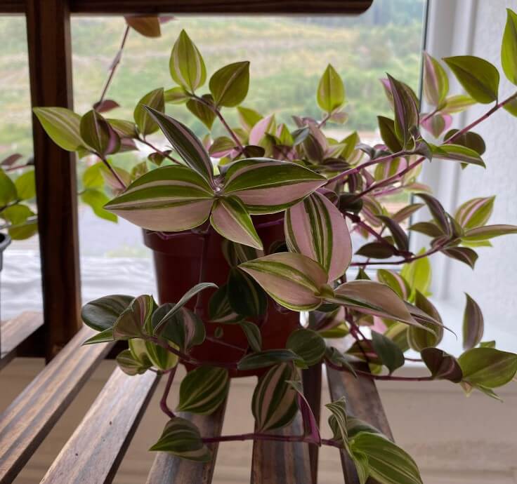 Tradescantia Varieties the Tradescantia mundula Laekenensis Rainbow