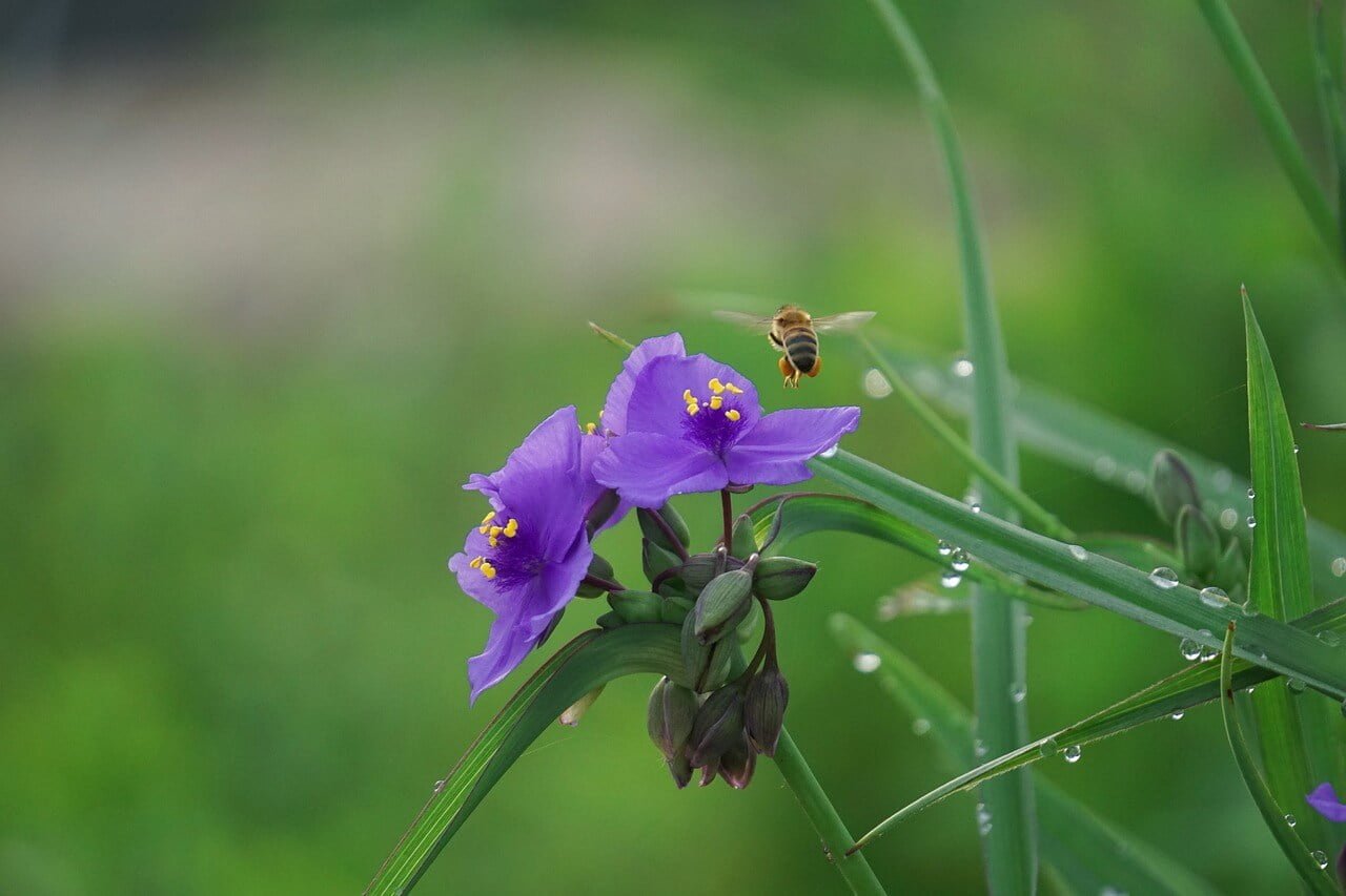 Tradescantia ohiensis (Ohio Spiderwort)