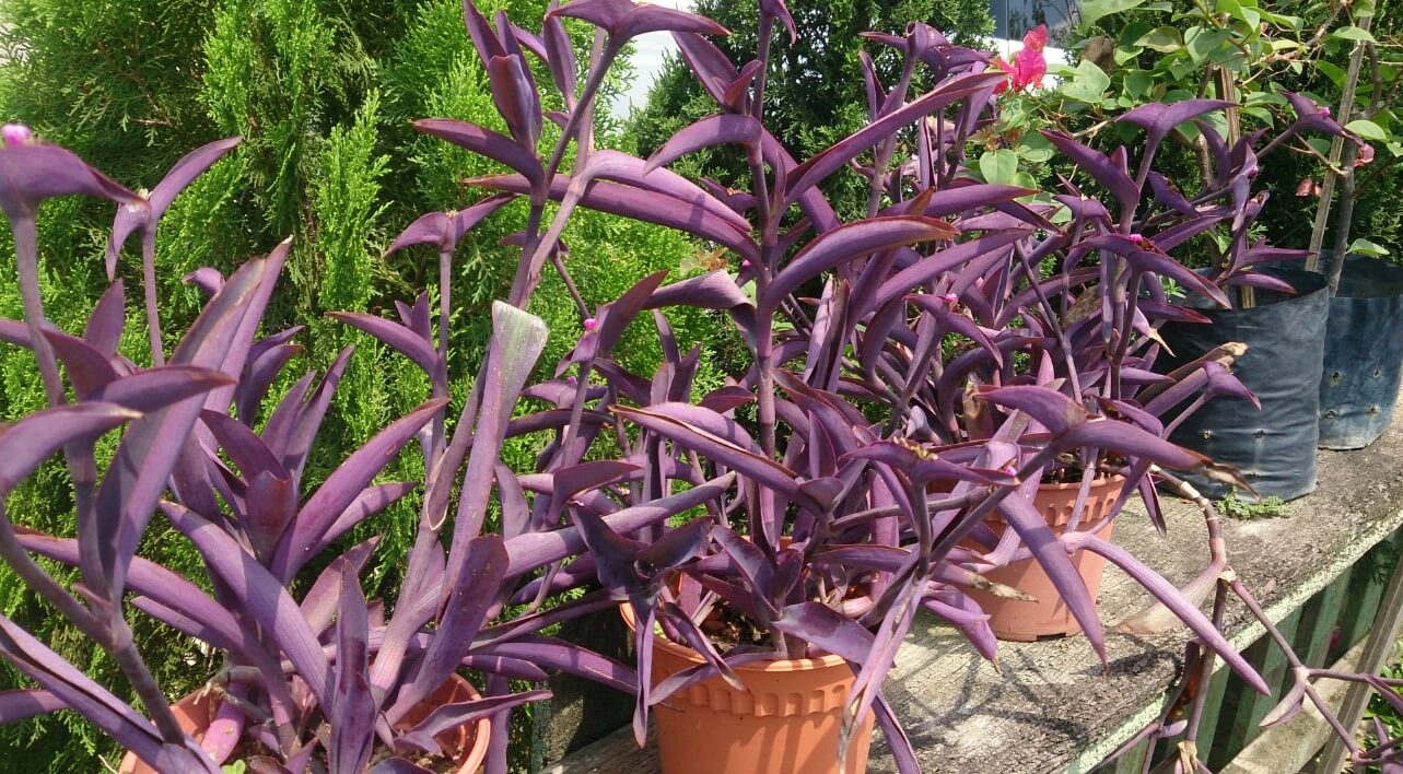 Tradescantia pallida ‘Purple Heart’