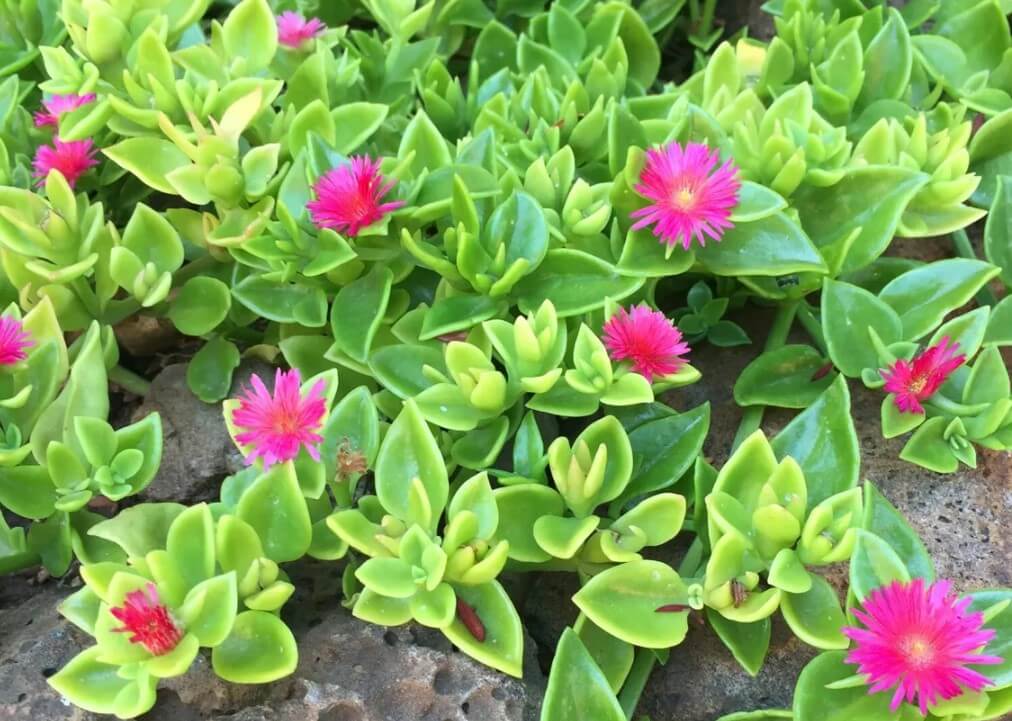 Succulents With Pink Flowers Variegated Baby Sun Rose