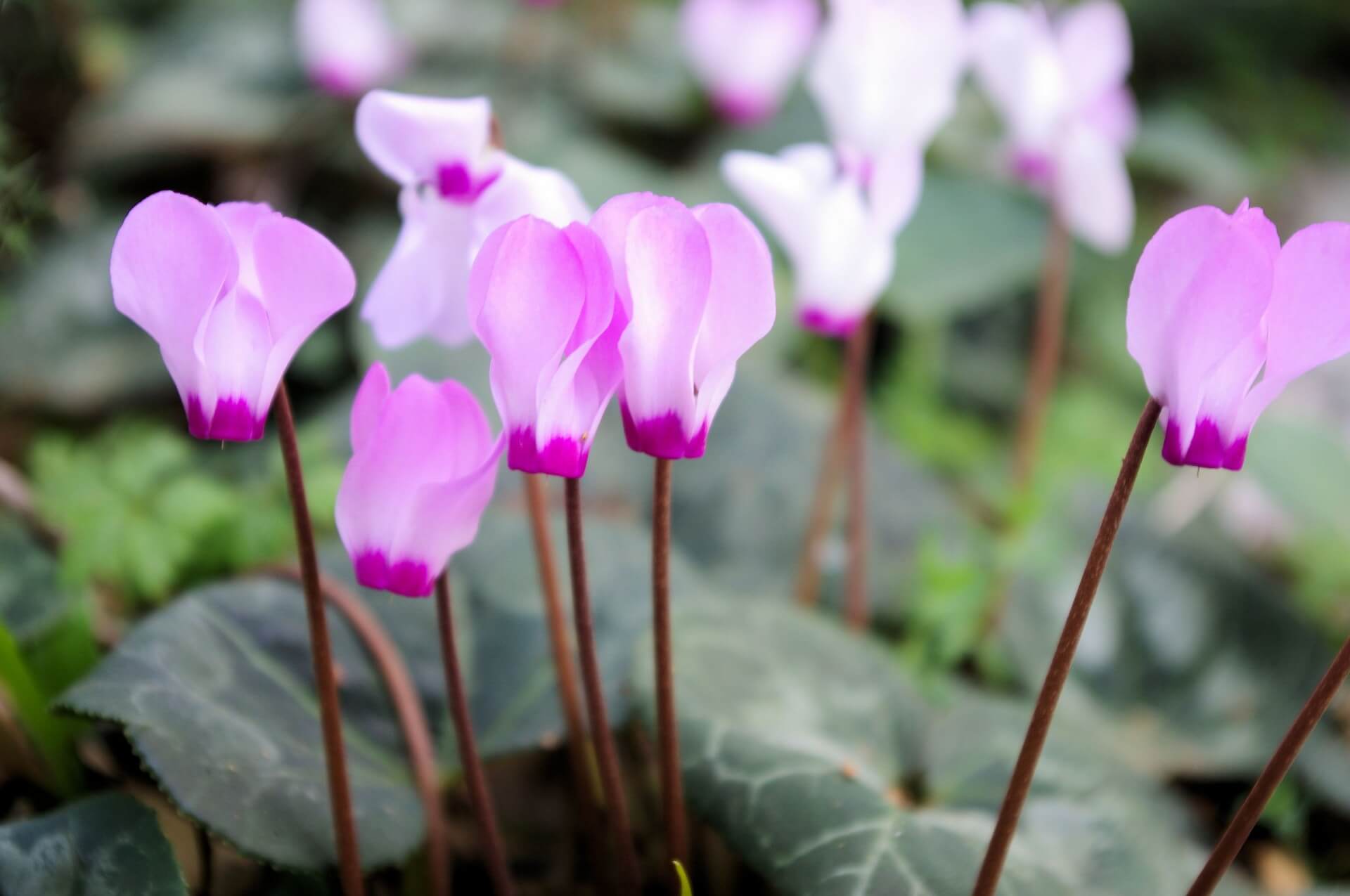 cyclamen plan varieties