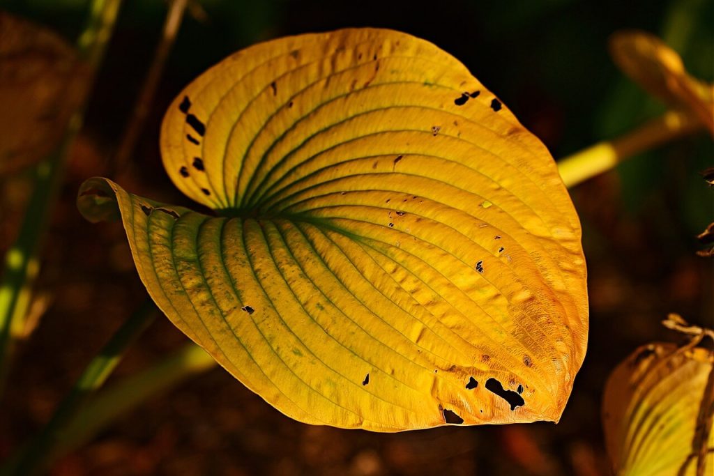 Hosta Leaves Turning Brown Causes and Solutions