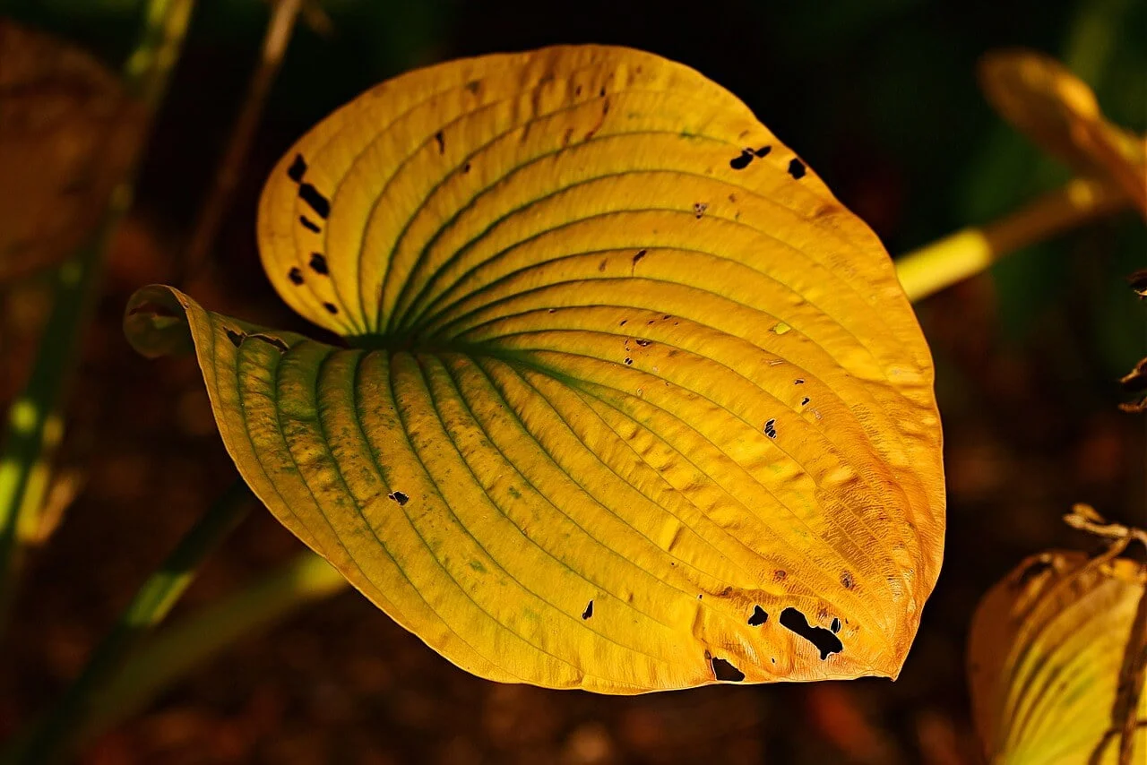 HOSTA leaves with btown/yellow collor