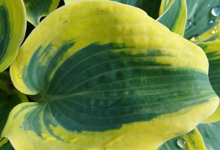 leaves turning yellow on hosta plant