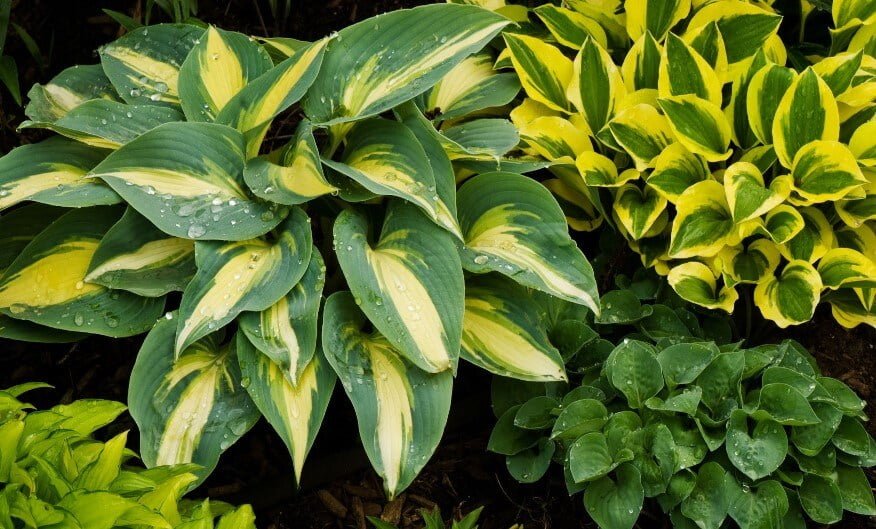 why HOSTA leaves turning yellow