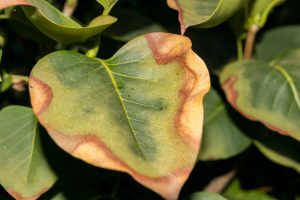 why hosta leaves turning brown