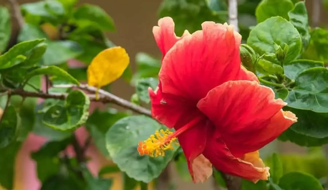 why is my Hibiscus Leaves Turning Yellow 1